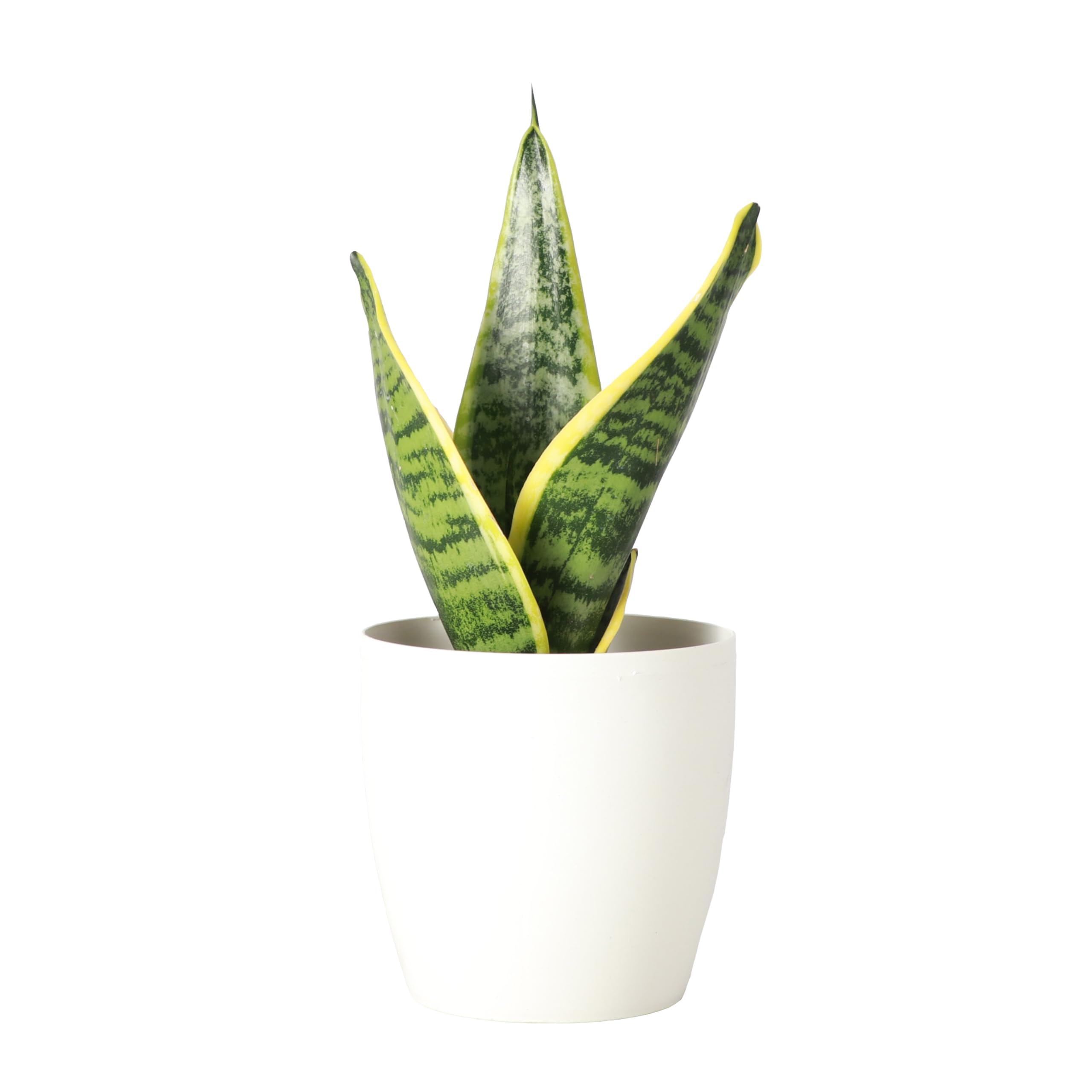 Amazon.com : Thorsen's Greenhouse Variegated Snake Plant, Dracaena